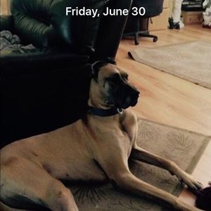 Meet your Posher, Dennis